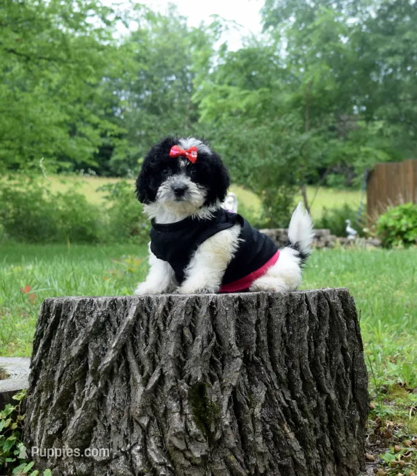 Jupiter – Shihpoo puppy for sale in Cave City, KY