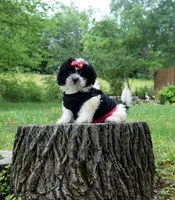 Jupiter, a female Shihpoo for sale in Cave City, KY – 1 of 2