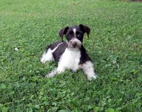 River, a male Miniature Schnauzer for sale in Cave City, KY – 2 of 2