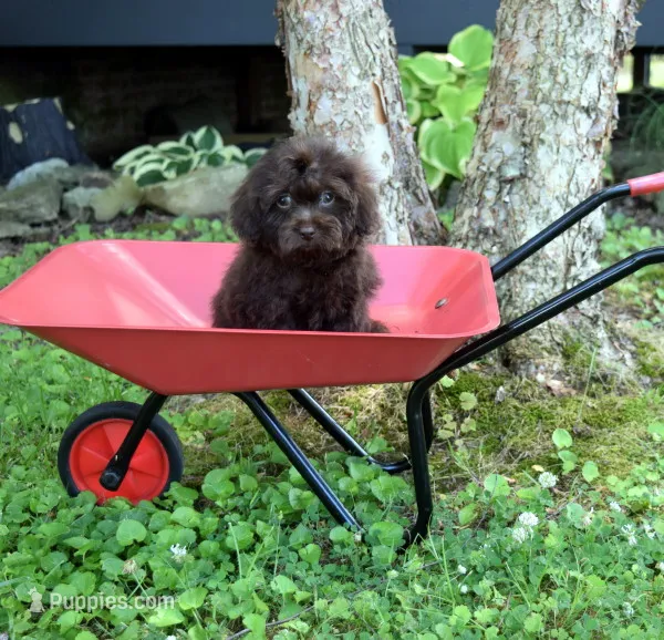 Ozzy – Shihpoo puppy for sale in Cave City, KY