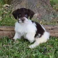 Juniper, a female Miniature Schnauzer for sale in Cave City, KY – Photo 1 of 2