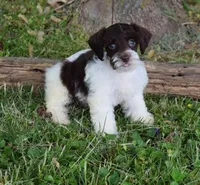 Juniper, a female Miniature Schnauzer for sale in Cave City, KY – Photo 2 of 2