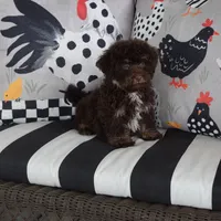 Jamison, a male Shihpoo for sale in Cave City, KY – 2 of 2