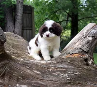 Cromwel, a male Cavapoo for sale in Cave City, KY – 1 of 2
