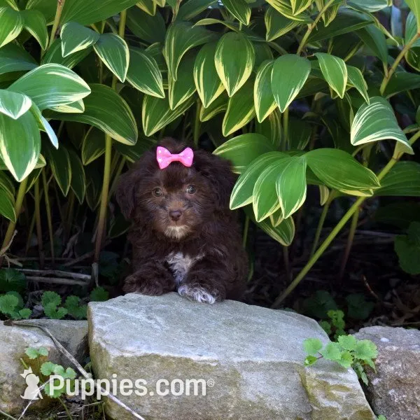Makenzie, a female Shichon for sale in Cave City, KY – 2 of 2