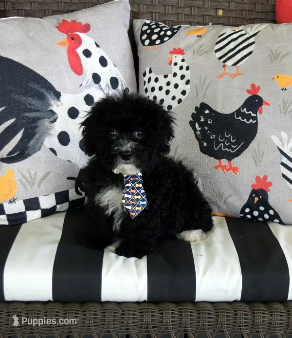 Hutton – Shihpoo puppy for sale in Cave City, KY