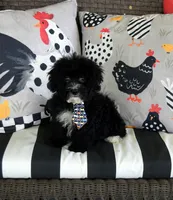 Hutton, a male Shihpoo for sale in Cave City, KY – 1 of 2