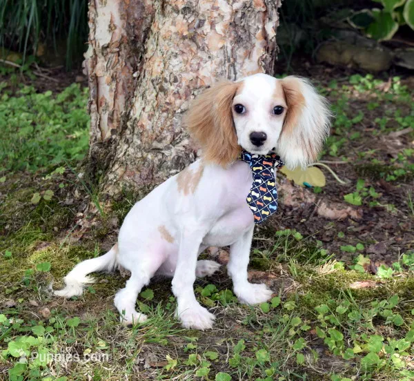 Bandit – Cavapoo puppy for sale in Cave City, KY