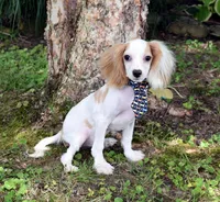 Bandit, a male Cavapoo for sale in Cave City, KY – 1 of 2