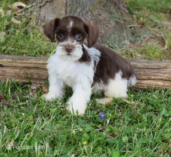 Barlow – Miniature Schnauzer puppy for sale in Cave City, KY