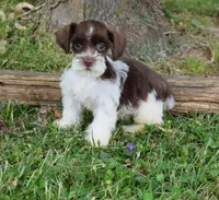 Barlow, a male Miniature Schnauzer for sale in Cave City, KY – Photo 1 of 2