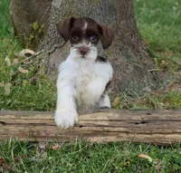 Barlow, a male Miniature Schnauzer for sale in Cave City, KY – Photo 2 of 2