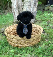 Henderson, a male Shihpoo for sale in Cave City, KY – 2 of 2