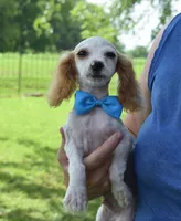 Gunner, a male Cavapoo for sale in Cave City, KY – 2 of 2