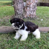 Evelyn, a female Schnoodle for sale in Cave City, KY – 2 of 2