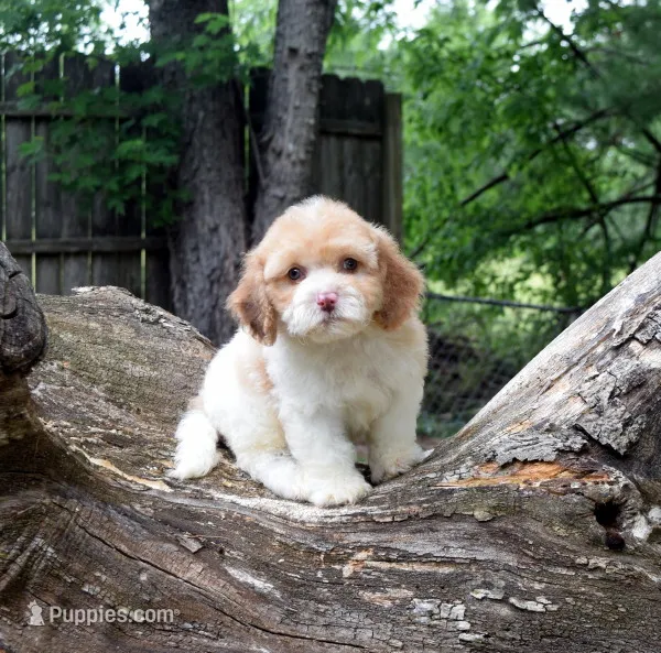 Booker – Cavapoo puppy for sale in Cave City, KY