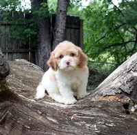 Booker, a male Cavapoo for sale in Cave City, KY – 1 of 2