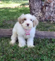Whimsey, a female Schnoodle for sale in Cave City, KY – 2 of 2