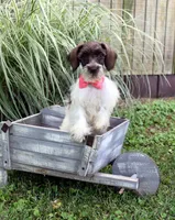 Puddin, a female Schnoodle for sale in Cave City, KY – 2 of 2