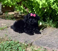 Everly, a female Maltipoo for sale in Cave City, KY – Photo 2 of 2