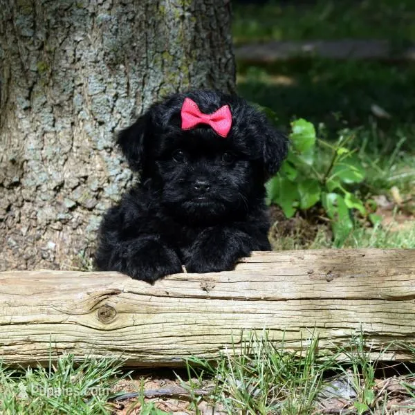 Everly – Maltipoo puppy for sale in Cave City, KY