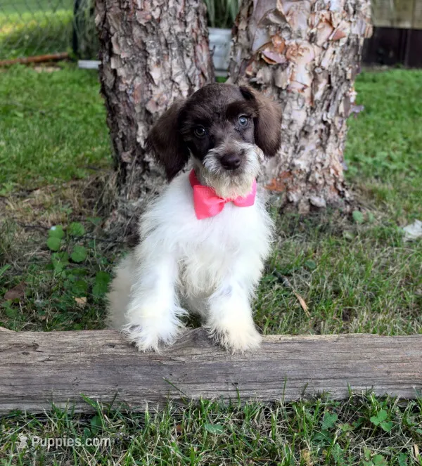 Puddin – Schnoodle puppy for sale in Cave City, KY