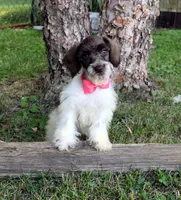 Puddin, a female Schnoodle for sale in Cave City, KY – 1 of 2