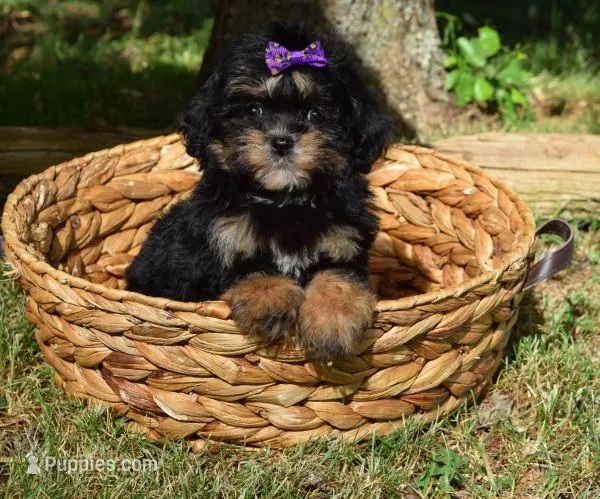 Aniston – Maltipoo puppy for sale in Cave City, KY