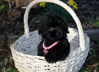 Gwen, a female Shihpoo for sale in Cave City, KY – Photo 2 of 2