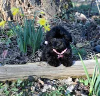 Gwen, a female Shihpoo for sale in Cave City, KY – Photo 1 of 2