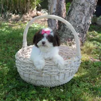 Madison, a female Shichon for sale in Cave City, KY – 2 of 2