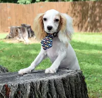 Bandit, a male Cavapoo for sale in Cave City, KY – 2 of 2