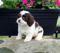 Cromwel, a male Cavapoo for sale in Cave City, KY – 2 of 2