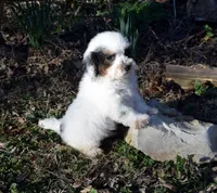 Samuel, a male Shihpoo for sale in Cave City, KY – Photo 2 of 2