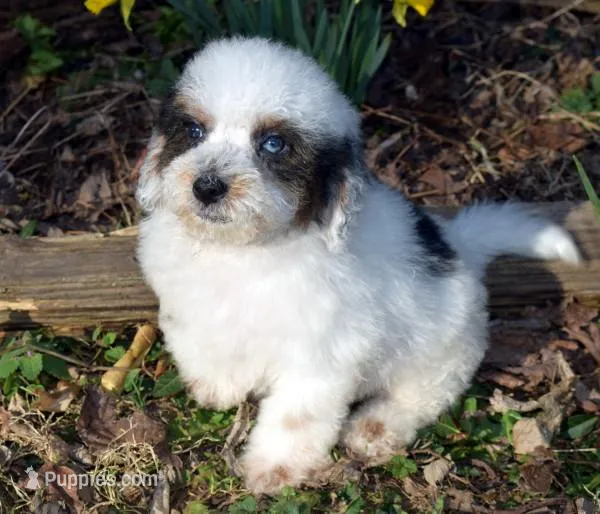 Samuel, a male Shihpoo for sale in Cave City, KY – Photo 1 of 2