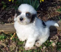 Samuel, a male Shihpoo for sale in Cave City, KY – Photo 1 of 2
