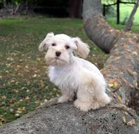 Ranger, a male Schnoodle for sale in Cave City, KY – 2 of 2