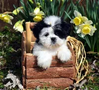 Gus, a male Shih Tzu for sale in Cave City, KY – Photo 1 of 2