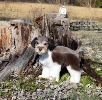 Mavery, a male Miniature Schnauzer for sale in Cave City, KY – Photo 1 of 2