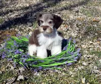 Mavery, a male Miniature Schnauzer for sale in Cave City, KY – Photo 2 of 2
