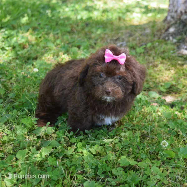 Makenzie – Shichon puppy for sale in Cave City, KY