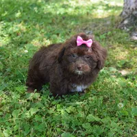 Makenzie, a female Shichon for sale in Cave City, KY – 1 of 2