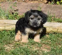 Rocky, a male Cavapoo for sale in Cave City, KY – Photo 1 of 2