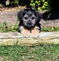 Rocky, a male Cavapoo for sale in Cave City, KY – Photo 2 of 2
