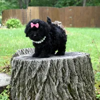Victoria, a female Shihpoo for sale in Cave City, KY – 2 of 2