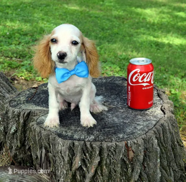Gunner – Cavapoo puppy for sale in Cave City, KY