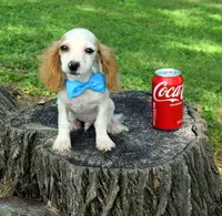 Gunner, a male Cavapoo for sale in Cave City, KY – 1 of 2