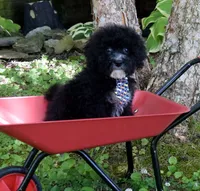 Hutton, a male Shihpoo for sale in Cave City, KY – 2 of 2