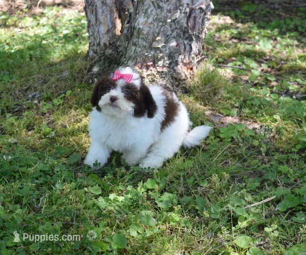 Madison – Shichon puppy for sale in Cave City, KY