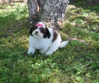 Madison, a female Shichon for sale in Cave City, KY – 1 of 2